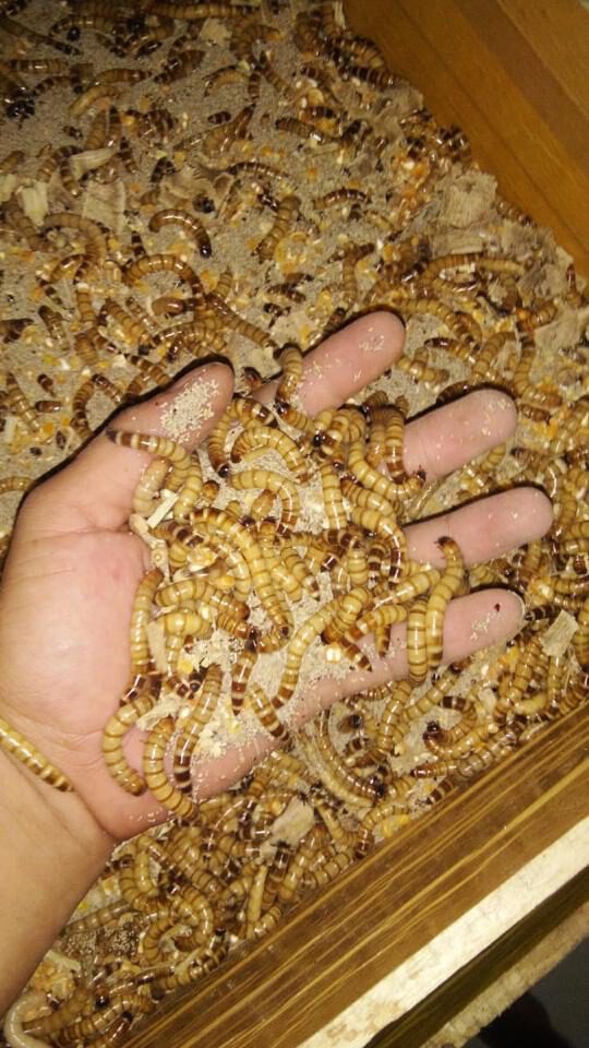 Budidaya Ulat Jerman Bantu Ketahanan Pangan Nasional